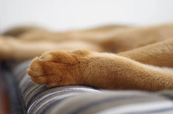 Gri yastık üzerinde uyuyan zencefil genç Abyssinian kedi yavrusu