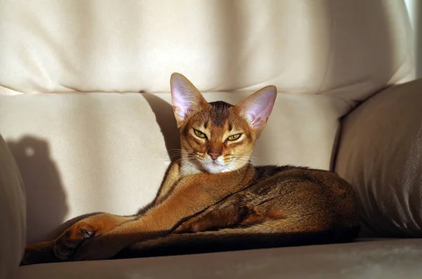 Η αβησσυνική γάτα βρίσκεται στον καναπέ — Φωτογραφία Αρχείου