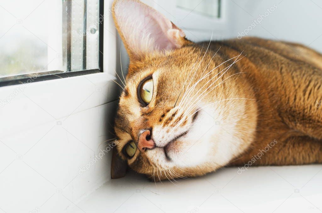 young Abyssinian cat is dreaming