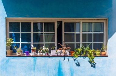 Mavi kanarya duvarında açık yakın pencerelerde güzel çiçekler