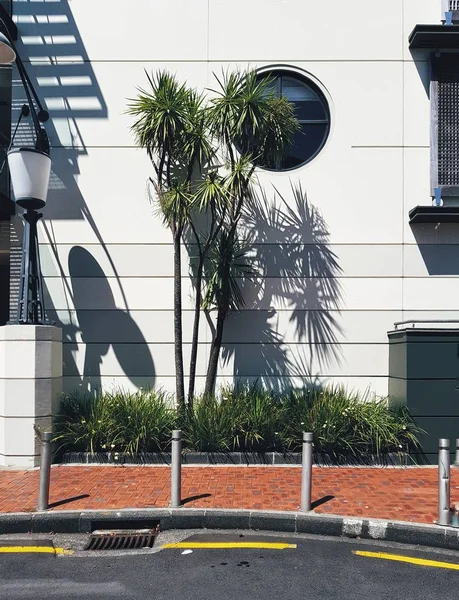 Auckland Tropical Palm Street kentsel konumu