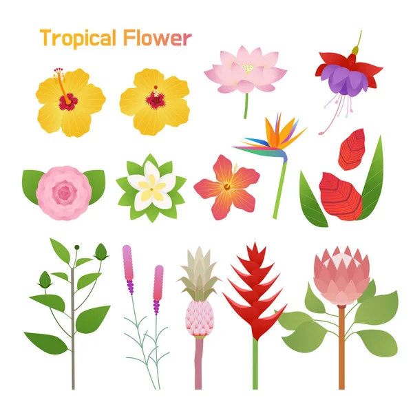 Tropical Flower Single Set Design Flat Design Style Minimal Vector — Stock Vector