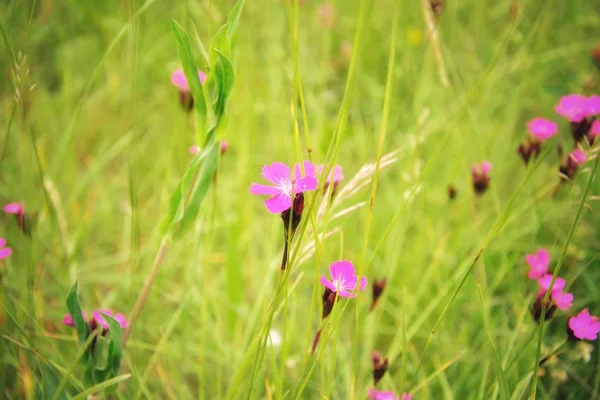 Wildblumen Auf Der Wiese — Stockfoto