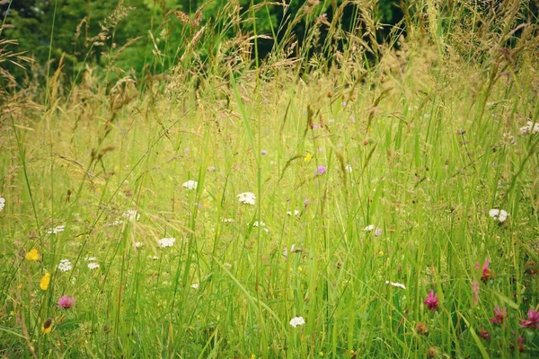 Fleurs Sauvages Dans Prairie — Photo