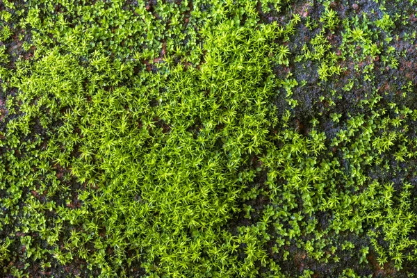 Zelený Mech Textury Pozadí Staré Cihly — Stock fotografie