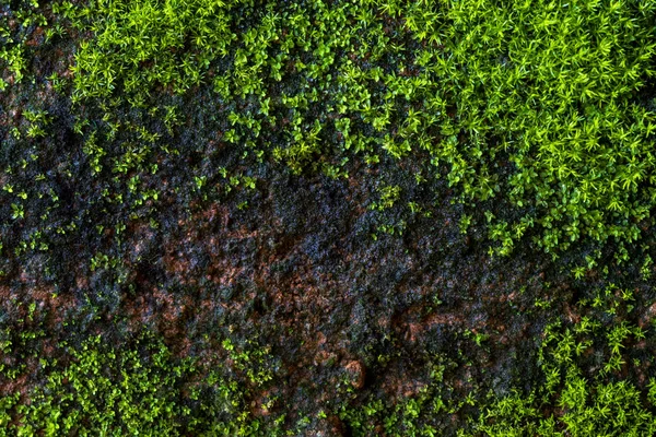 Зелений Фон Текстури Моху Старому Цеглі — стокове фото