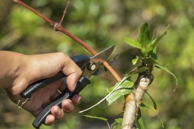 Bahçıvan, arka planda budama makası olan ağaçları buduyor..