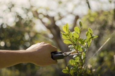 Bahçıvan, arka planda budama makası olan ağaçları buduyor..