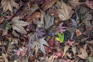 renkli kuru sonbahar yaprak. arka plan 