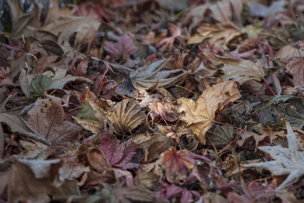 Farbenfrohes Trockenes Herbstblatt Hintergrund — Stockfoto