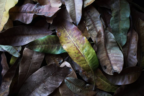 Background of dry brown mango leaves lying on the ground — Stock Photo, Image