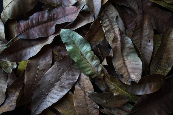 Hintergrund aus trockenen braunen Mangoblättern, die auf dem Boden liegen — Stockfoto
