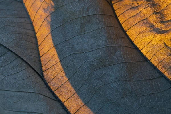 Сухе осіннє листя крупним планом. Абстрактний фон з лініями та підсвічуванням тіней — стокове фото