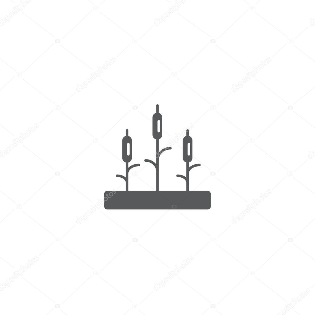 Reeds plant vector icon isolated on white background