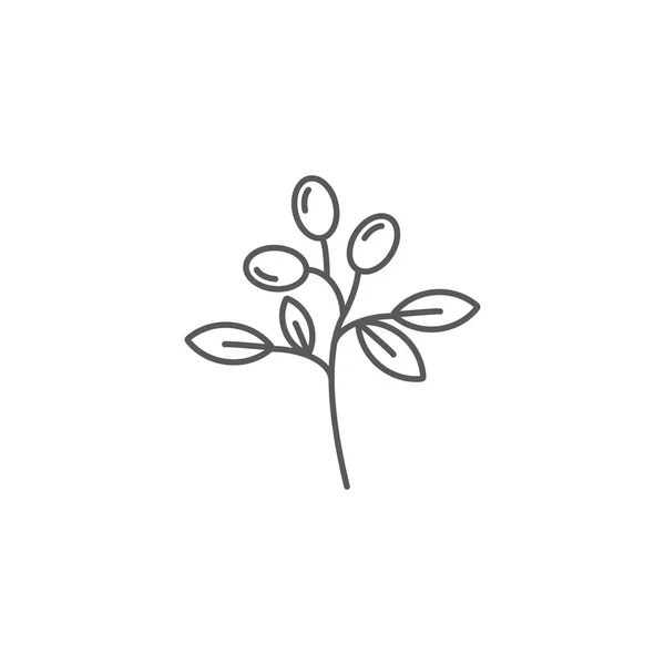 橄榄枝植物矢量图标概念，在白色背景上隔离 — 图库矢量图片