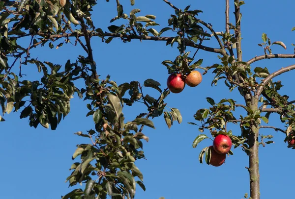 Äpfel auf einem Baum im Garten — Stockfoto