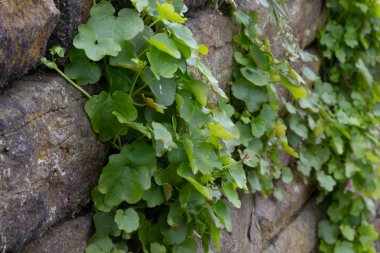 Esrar üzerinde bir taşlı duvara büyüyen