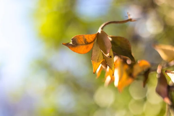 Tip Tree Bunch Brown Leaves Dreamy Out Focus Bokeh Background — Stock Photo, Image