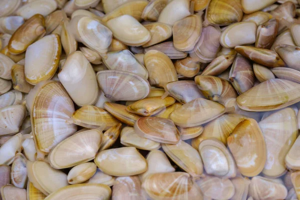 Kapalı gurme, taze taze ve aromatik midyeler çerçeveyi doldurmak için pişirilmeye hazır..