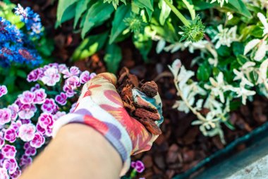 Taze dikilmiş bir Planter. Hobiler ve eğlence Yaz bahçıvanlık. Aşırı kuraklık için çözüm olarak mulching.