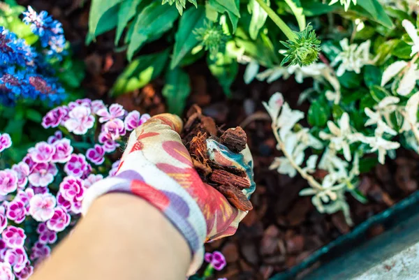 Mulching a freshly planted planter. Hobbies and leisure. Summer gardening. Mulching as solution for extreme drought. — Stock Photo, Image