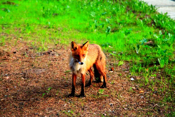 Raposa vermelha em um gramado verde — Fotografia de Stock
