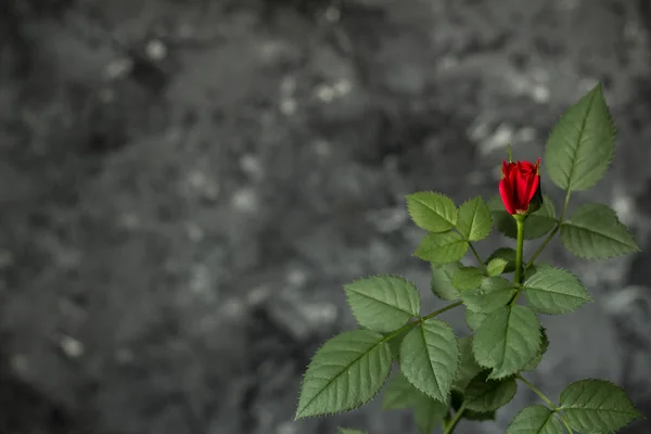 Червона Троянда Фоні Сірого Бетону — стокове фото