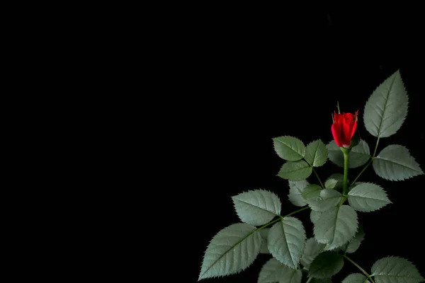 赤いバラは暗い背景で ストックフォト