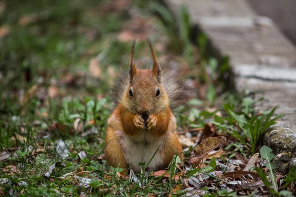 Thick Red Squirrel Eats Sunflower Seeds — Stock Photo, Image