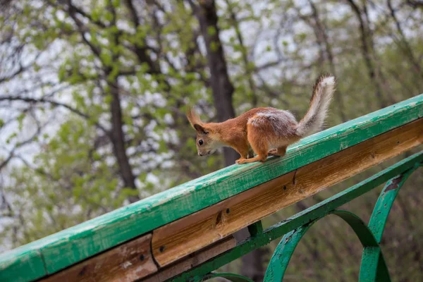 Squirrel wants to jump off the railing