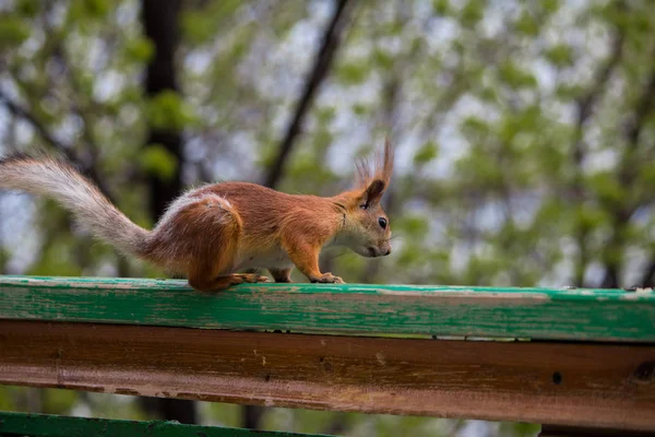 Orava Roikkuu Kaiteesta Nähdäkseen Mitä Alhaalla — kuvapankkivalokuva