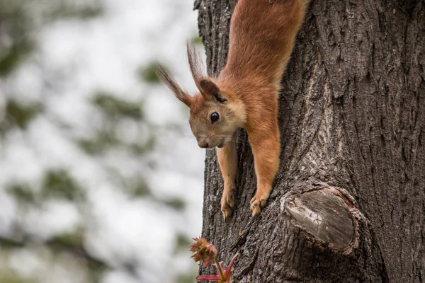 Esquilo Vermelho Bonito Desceu Uma Árvore Para Escolher Uma Flor — Fotografia de Stock