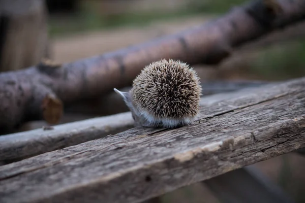 Grote Egel Zit Een Bord Met Zijn Rug — Stockfoto