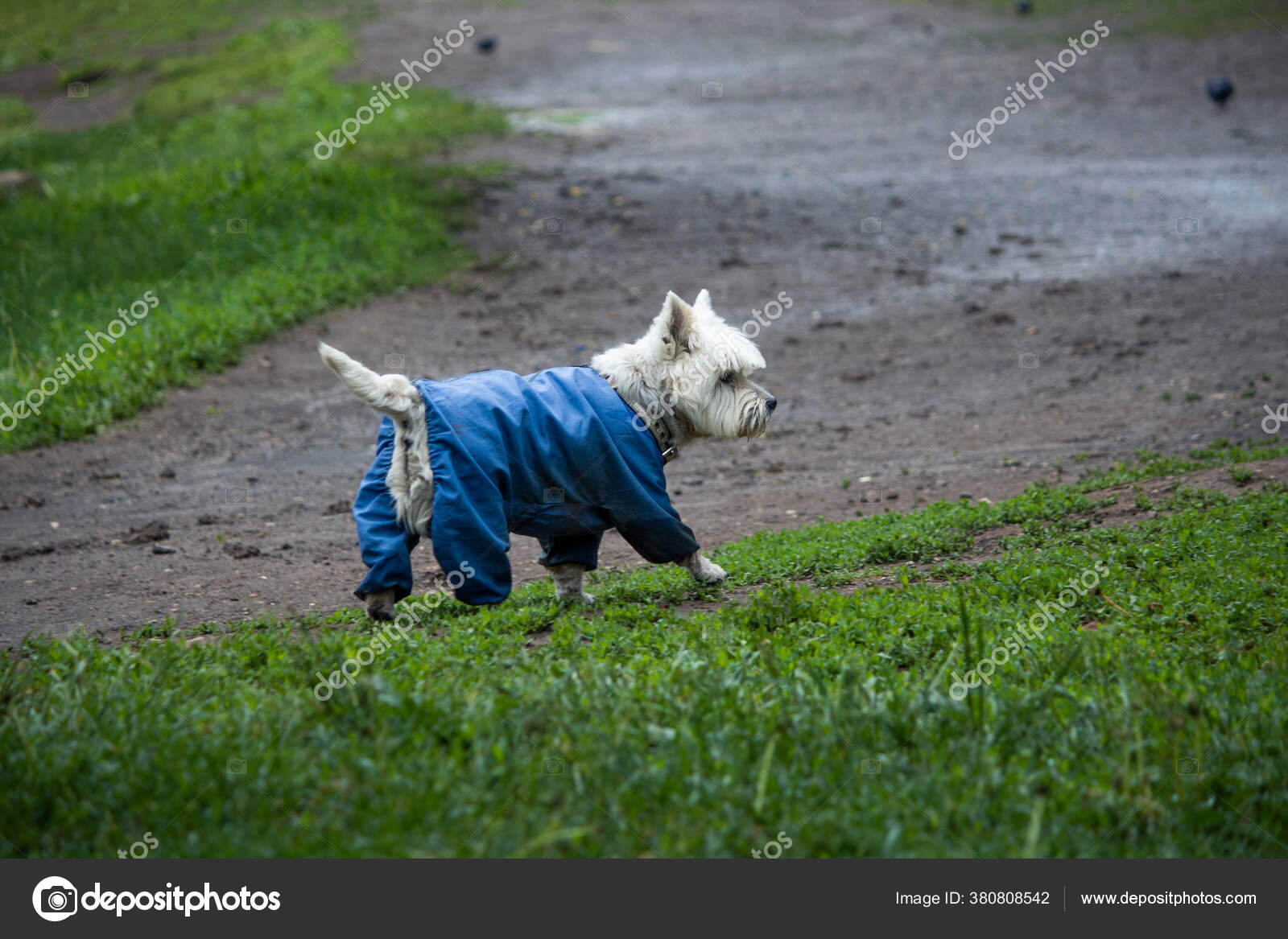 Why Is My Puppy Biting His Tail