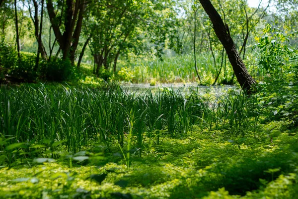 Gölün etrafında sazlıklar ve ağaçlar olan orman manzarası.