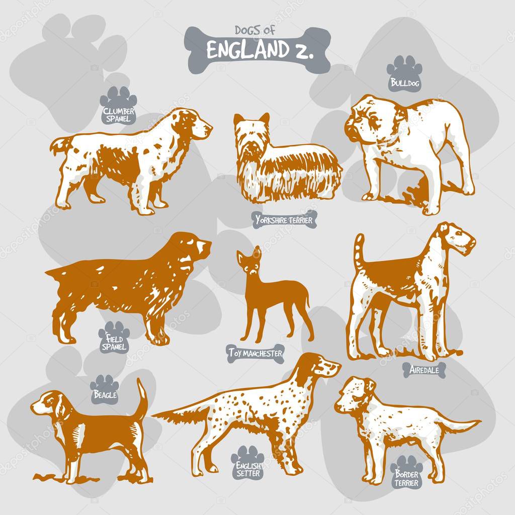 Dogs breeds of the world vector draw and shilouette on isolated illustration by countries with names, England 2