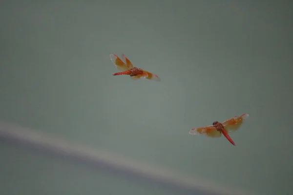 Dos mariposas rojas volando sobre el agua . — Foto de Stock