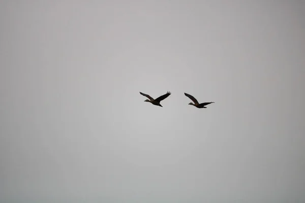 Ave volando detrás de pájaro en el cielo . — Foto de Stock