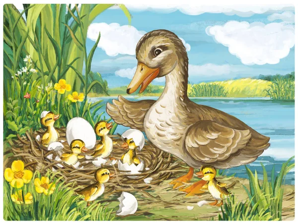 cartoon scene with ducks in nature scene illustration for children