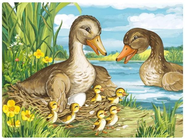 cartoon scene with ducks in nature scene illustration for children