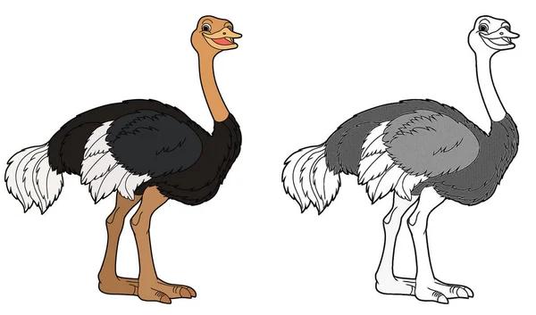 Cartoon illustration of funny animal bird emu ostrich Stock Photos, Royalty Free Cartoon illustration of funny animal bird emu ostrich Images | Depositphotos Cartoon illustration of funny animal bird emu ostrich Stock Photos, Royalty Free Cartoon illustration of funny animal bird emu ostrich Images | Depositphotos