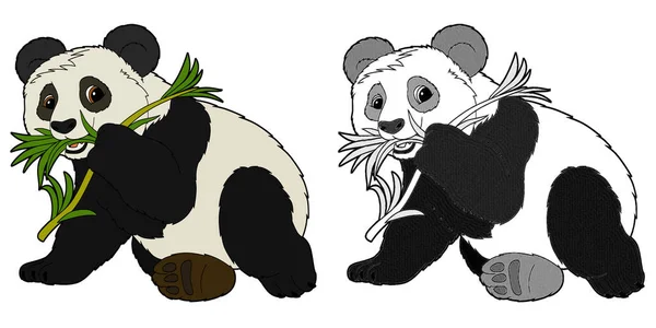 Animale Animato Panda Orso Con Schizzo Illustrazione Bambini — Foto Stock