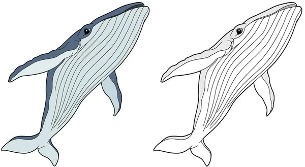 Peixe Baleia Animal Desenhos Animados Com Esboço Ilustração Para Crianças — Fotografia de Stock