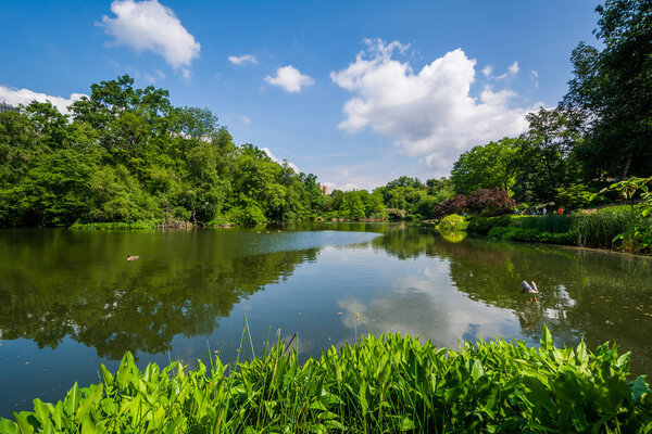 The Pond, in Central Park, Manhattan, New York City
