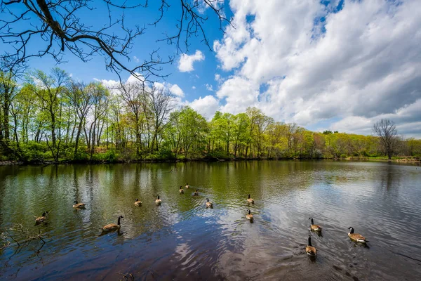 Lagoa Pato Edgewood Park New Haven Connecticut — Fotografia de Stock