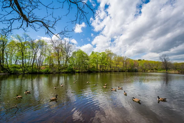 Lagoa Pato Edgewood Park New Haven Connecticut — Fotografia de Stock