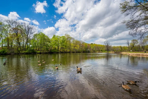 Duck Pond Edgewood Park New Haven Connecticut — Stock Photo, Image
