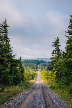 Toprak yol ve çam ağaçları Dolly Sods vahşi, Monongahela Ulusal Ormanı, West Virginia.