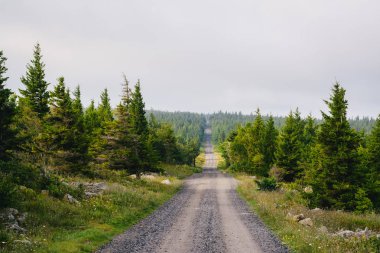 Toprak yol ve çam ağaçları Dolly Sods vahşi, Monongahela Ulusal Ormanı, West Virginia.