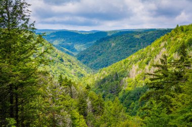 Bir görünümünü karasu Kanyon, karasu Falls State Park, Batı Virjinya.
